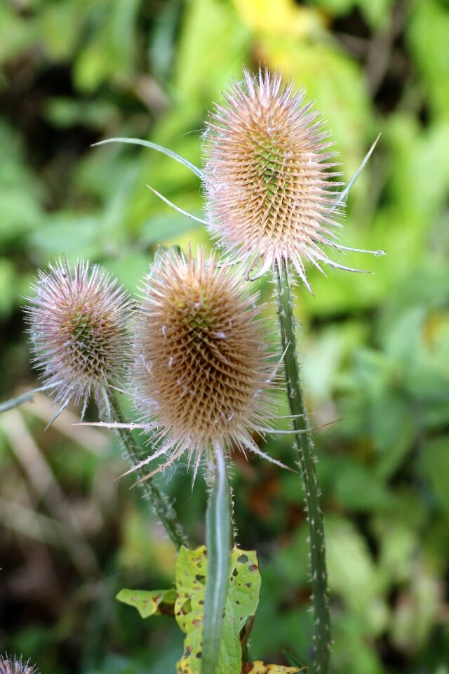 Nature flower flora