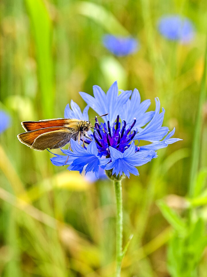 Flower cornflower nature