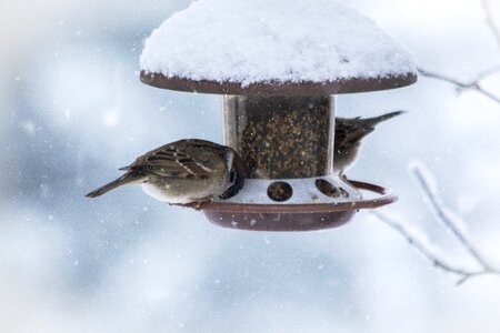 Cold white nature photo