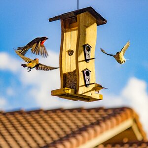 Birds roof wooden photo