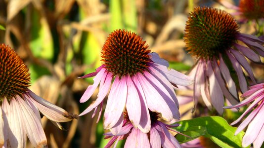 Blossom bloom medicinal plant