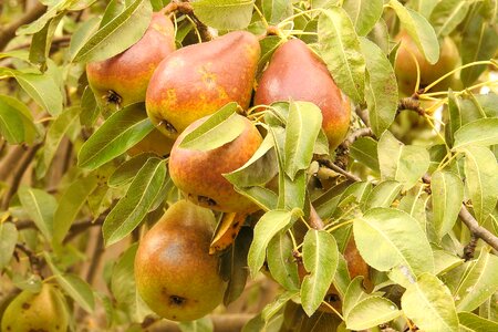 Browned fruit tree fruits