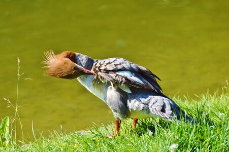 Bird poultry animal photo