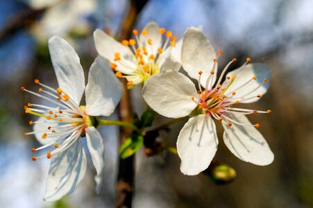 White apple tree spring photo