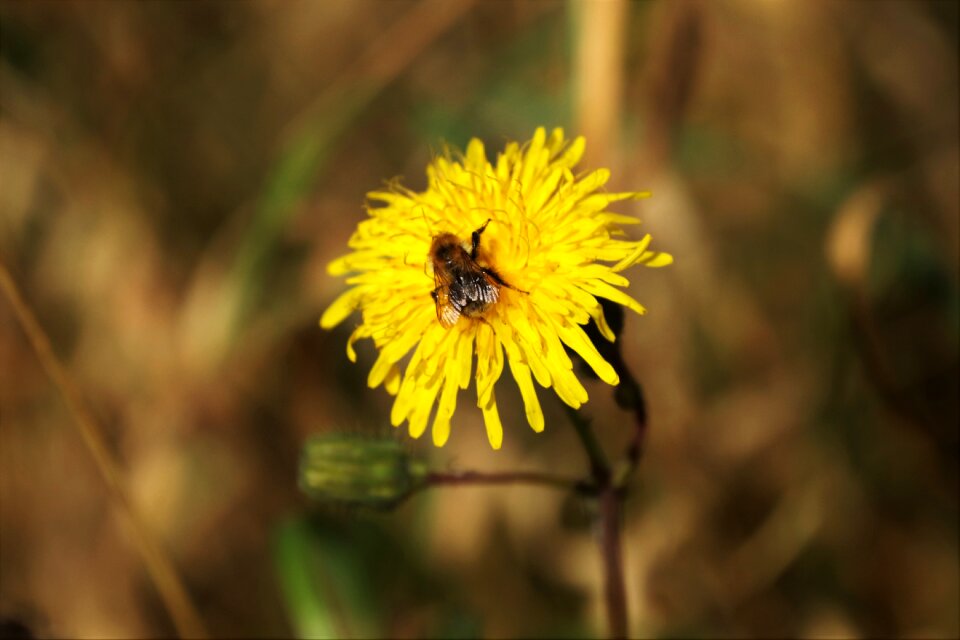 Insect pollination blossom