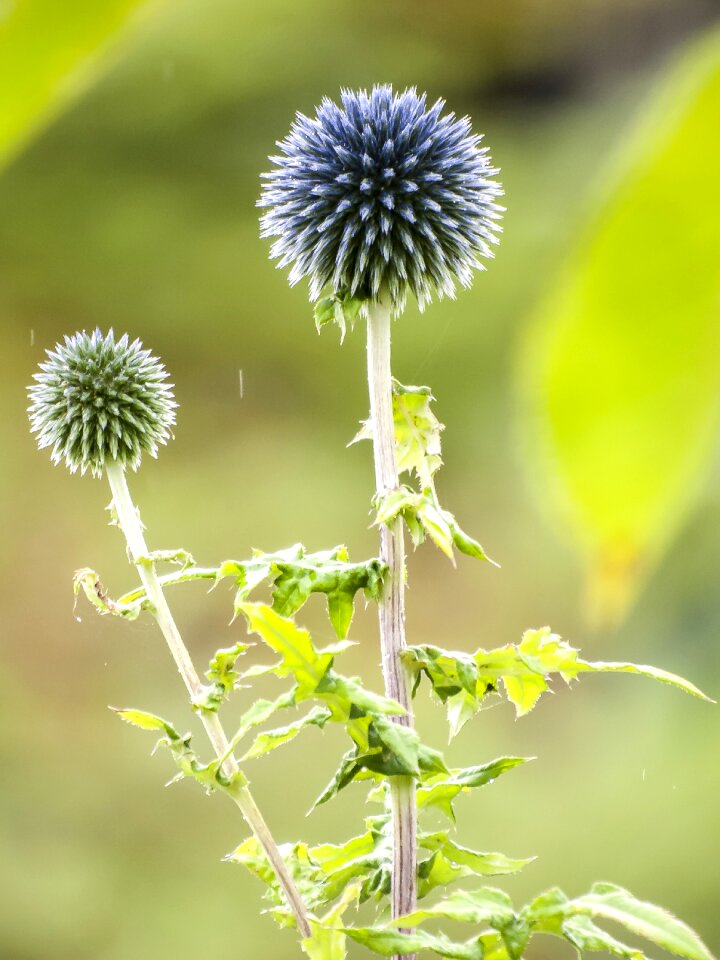 Flower plant nature