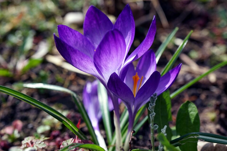 Spring flower spring crocus flower
