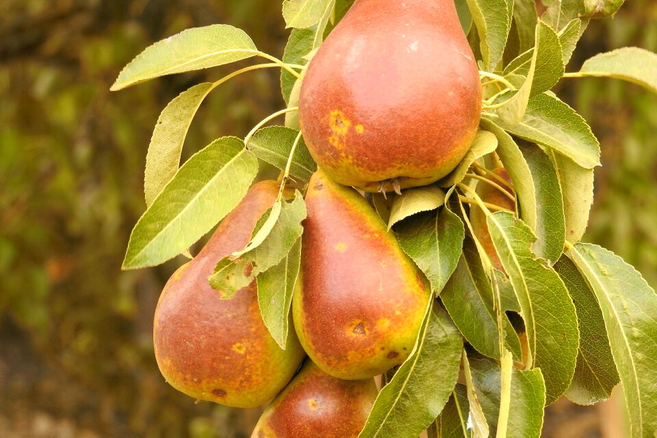 Browned fruit tree fruits