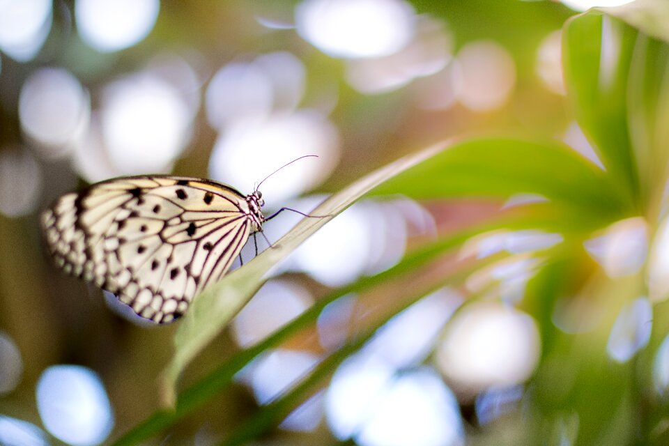 Animal insect butterfly