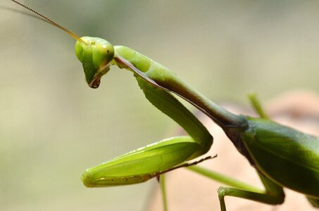 Insect macro grasshopper