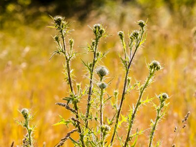 Flower plant nature