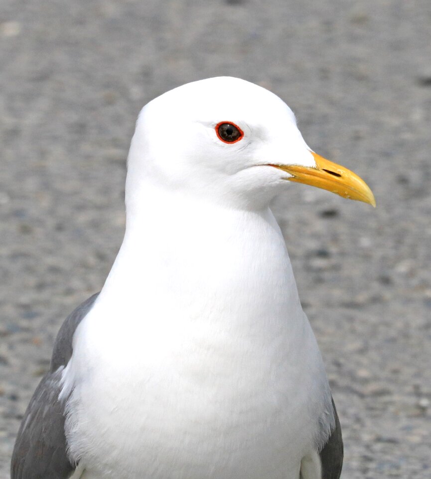 Feathers gull plumage