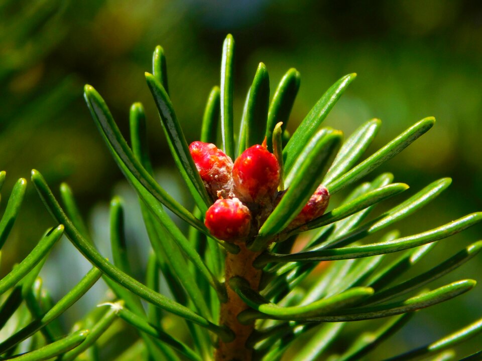Conifers branch green