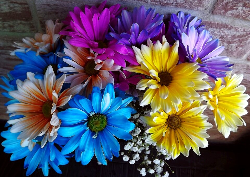 Colorful flowers nature beauty
