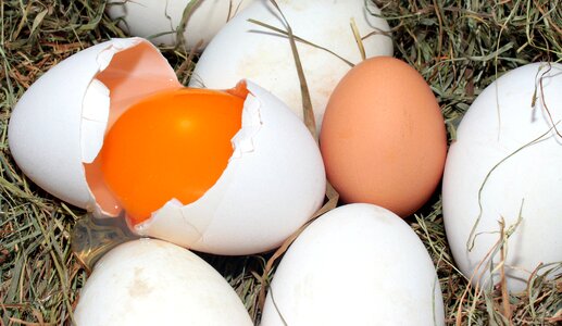 Comparison gänseei pitched yolk
