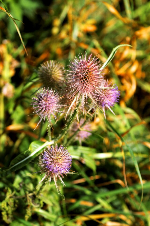 Nature flower flora