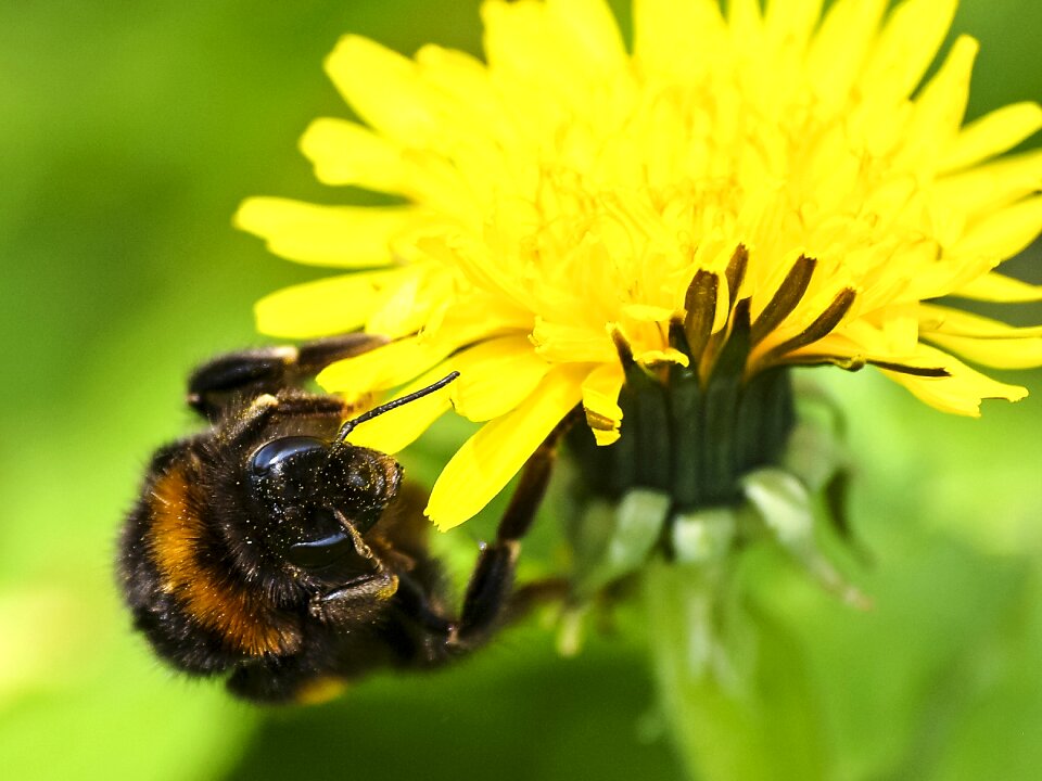 Animal insect dandelion