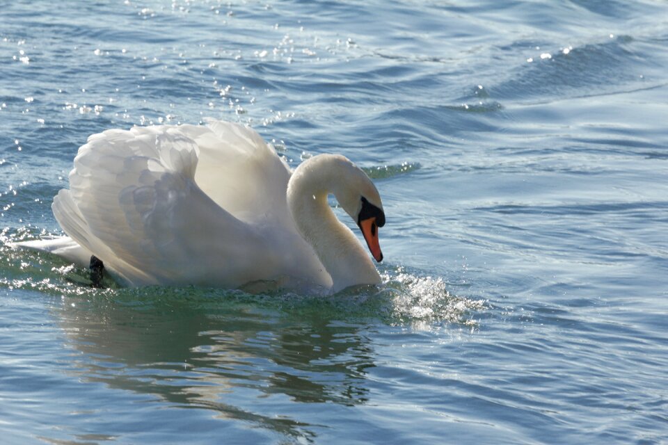 Pride nature schwimmvogel