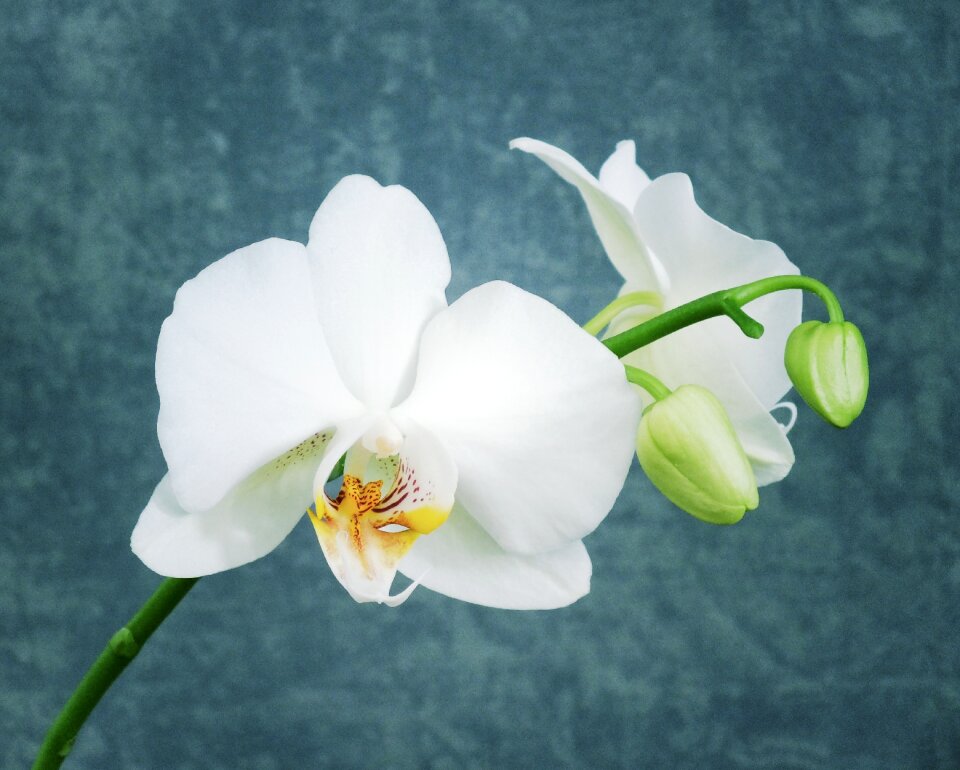 White bright plant
