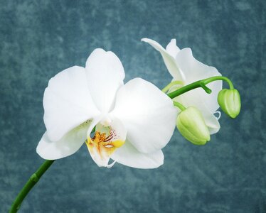 White bright plant