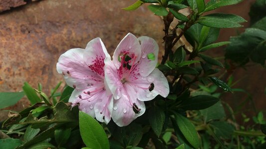 Nature garden small flower