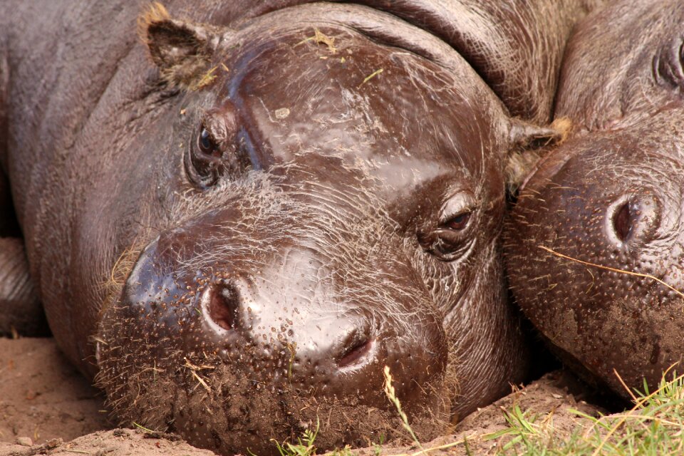 Zoo hippopotamus rest