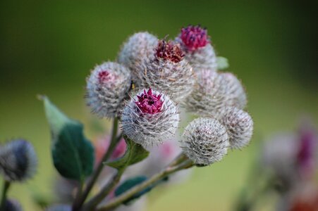 Flower nature garden photo