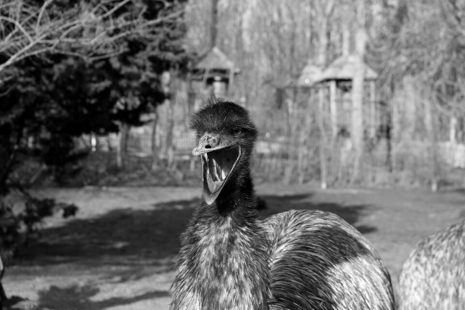 Close up wild animal animal
