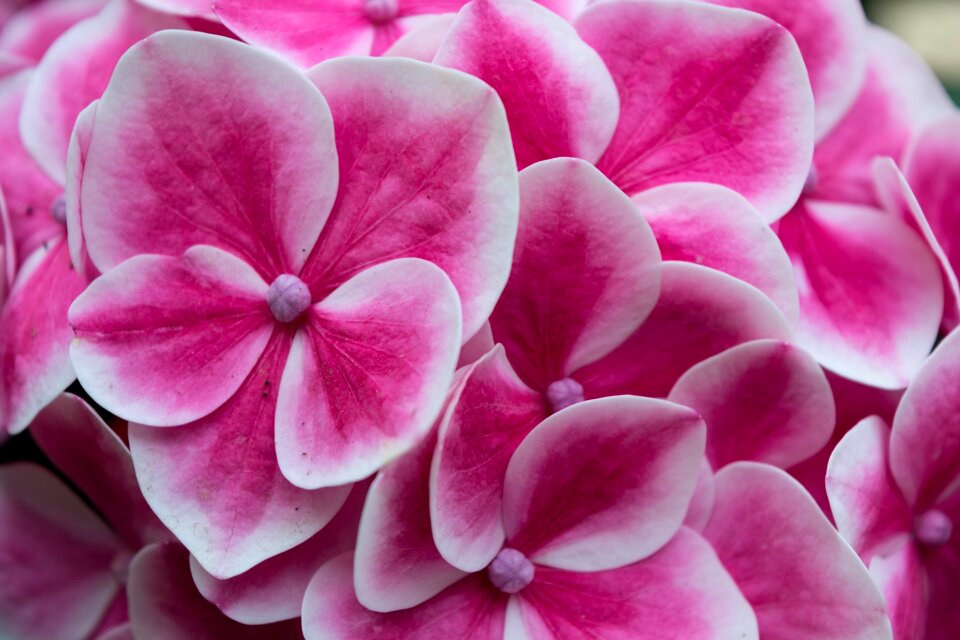 Nature spring spring flowers