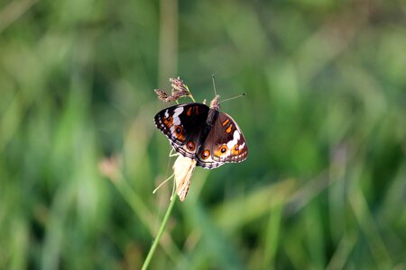 Natural wing spring photo