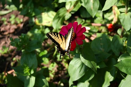 Butterfly garden red flower