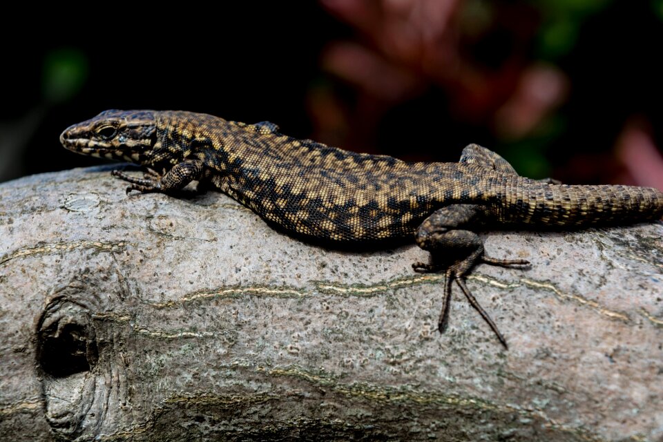 Reptile scales fauna