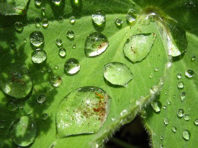 Leaf rain lotus effect