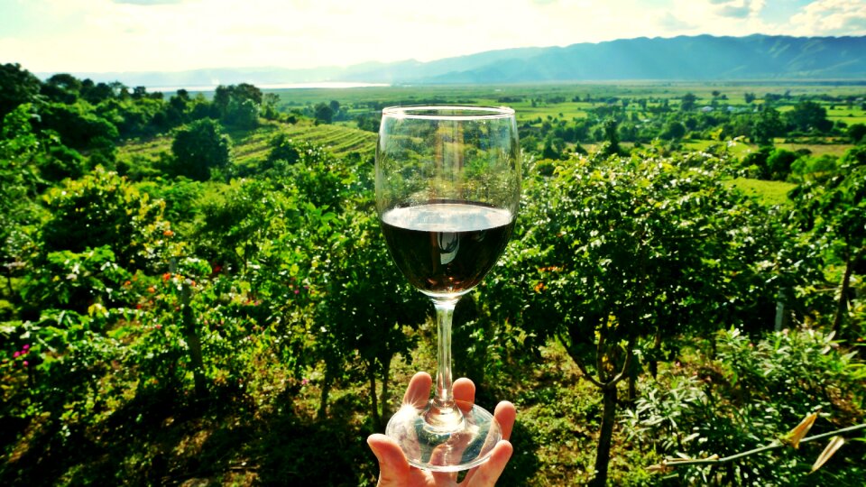 Winery alcohol vine