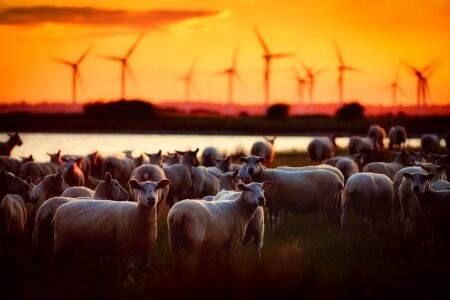 Livestock sunset dusk