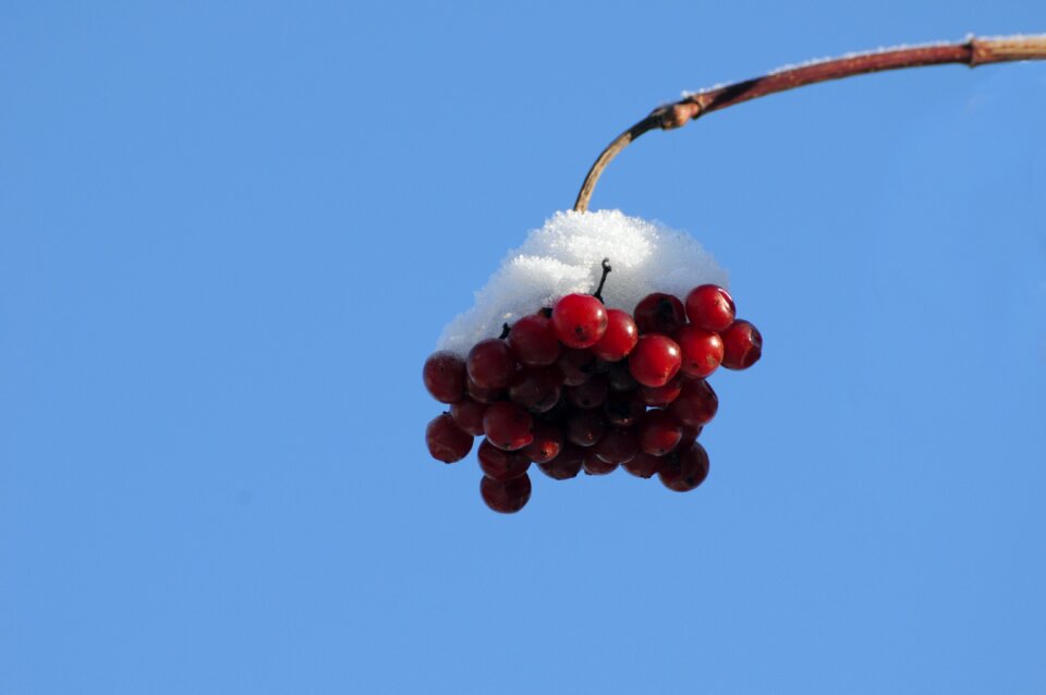 Wintry nature plant