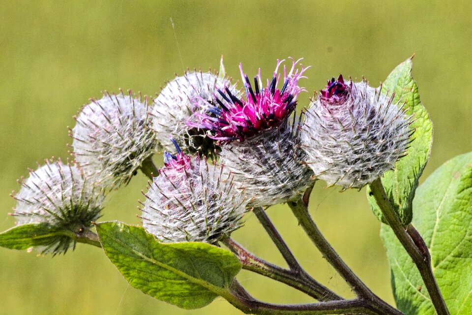 Flower plant nature