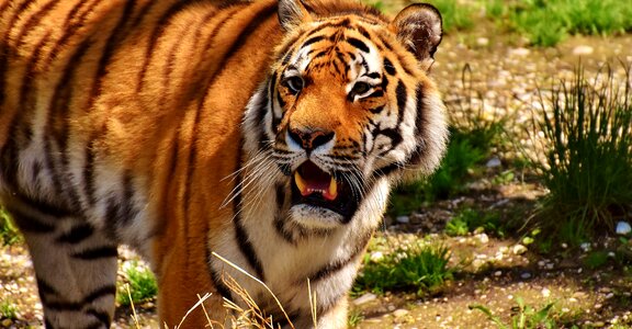 Beautiful dangerous big cat