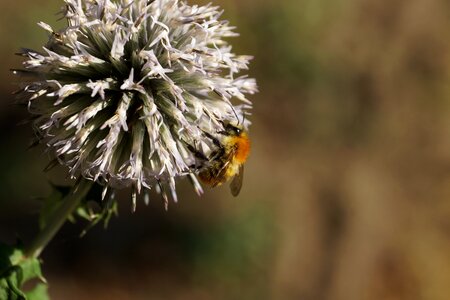 Macro honey bee nectar photo