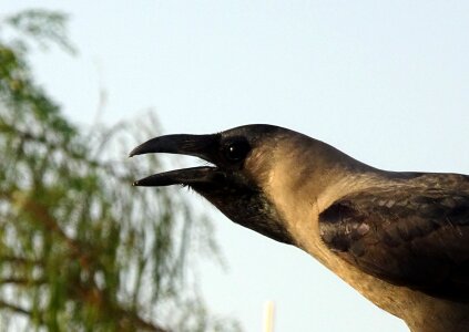 Portrait corvus splendens indian photo