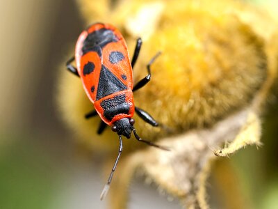 Insect nature animal