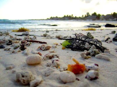 Coral travel sand photo