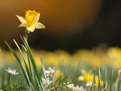 Narcissus pseudonarcissus wild daffodil daffodils meadow photo