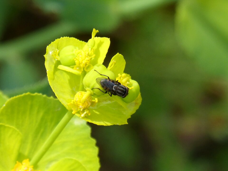 Diptera insect fly fishing striped