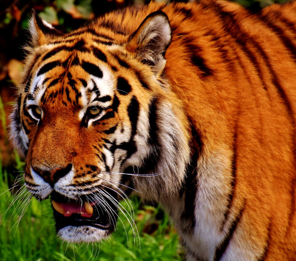 Beautiful dangerous big cat