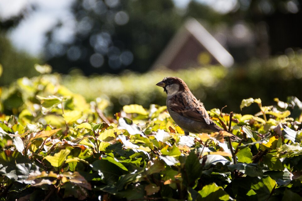 Animals small beak