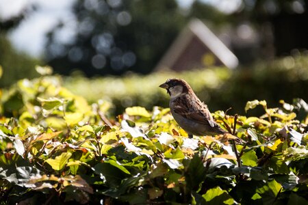 Animals small beak