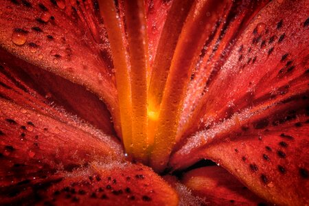 Enlarge view flower blossom