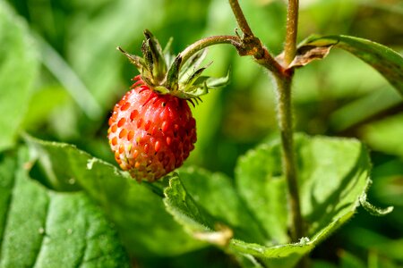 Wild strawberries plant sweet photo