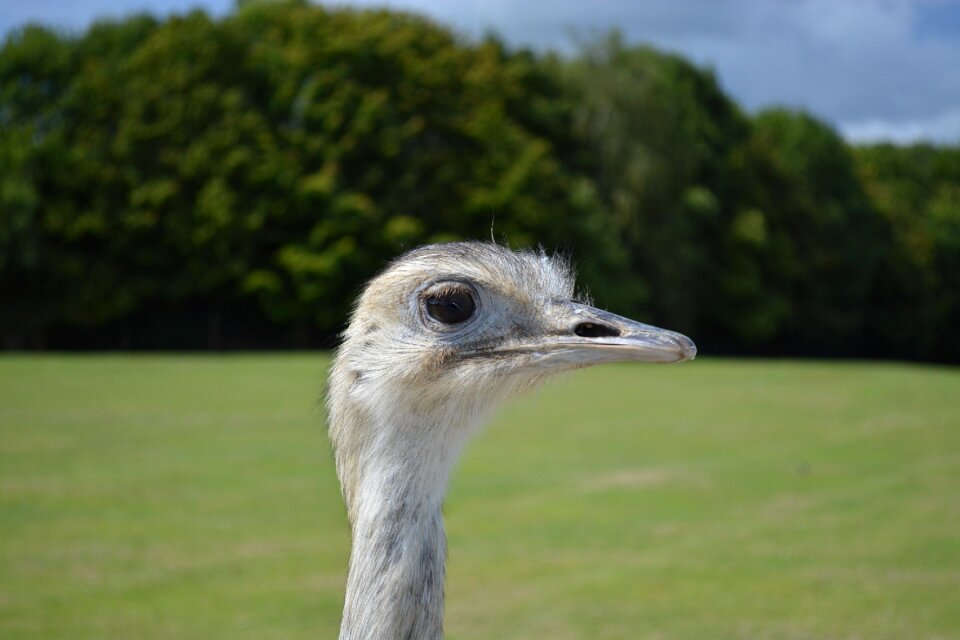 Bird bottom of screen emu australia